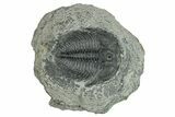 Upper Cambrain Trilobite (Labiostria) - British Columbia #246600-1